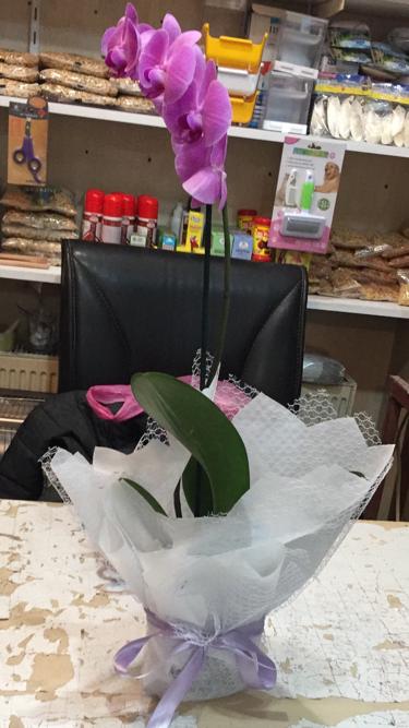 ENT Çiçekçilik ve Petshop