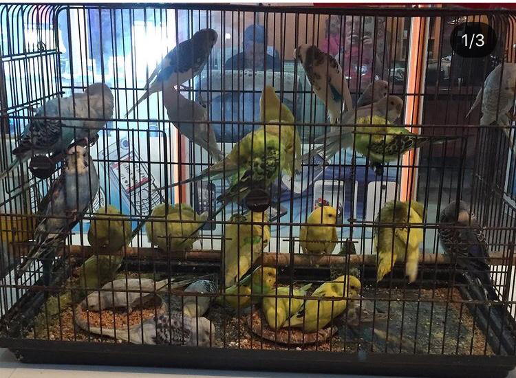 ENT Çiçekçilik ve Petshop